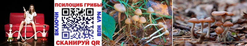 Галлюциногенные грибы Psilocybine cubensis  купить закладку  Венёв 